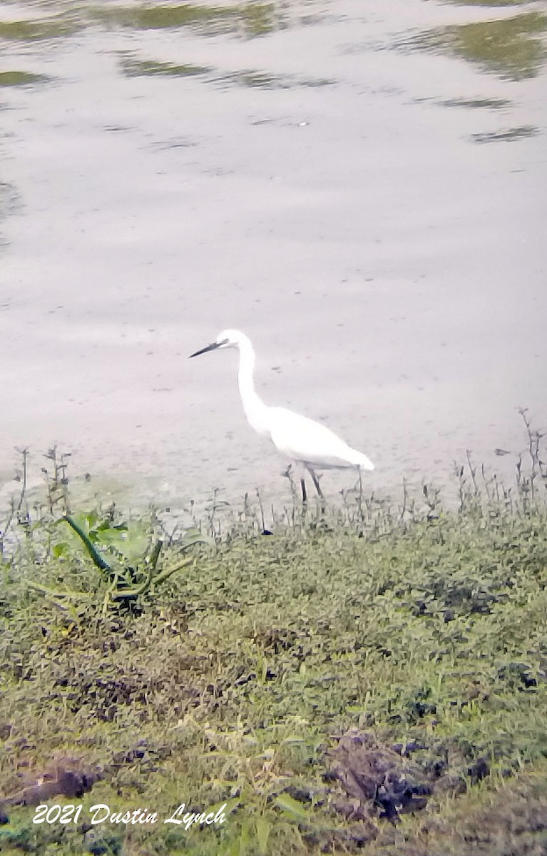 Little Blue Heron - ML646455211