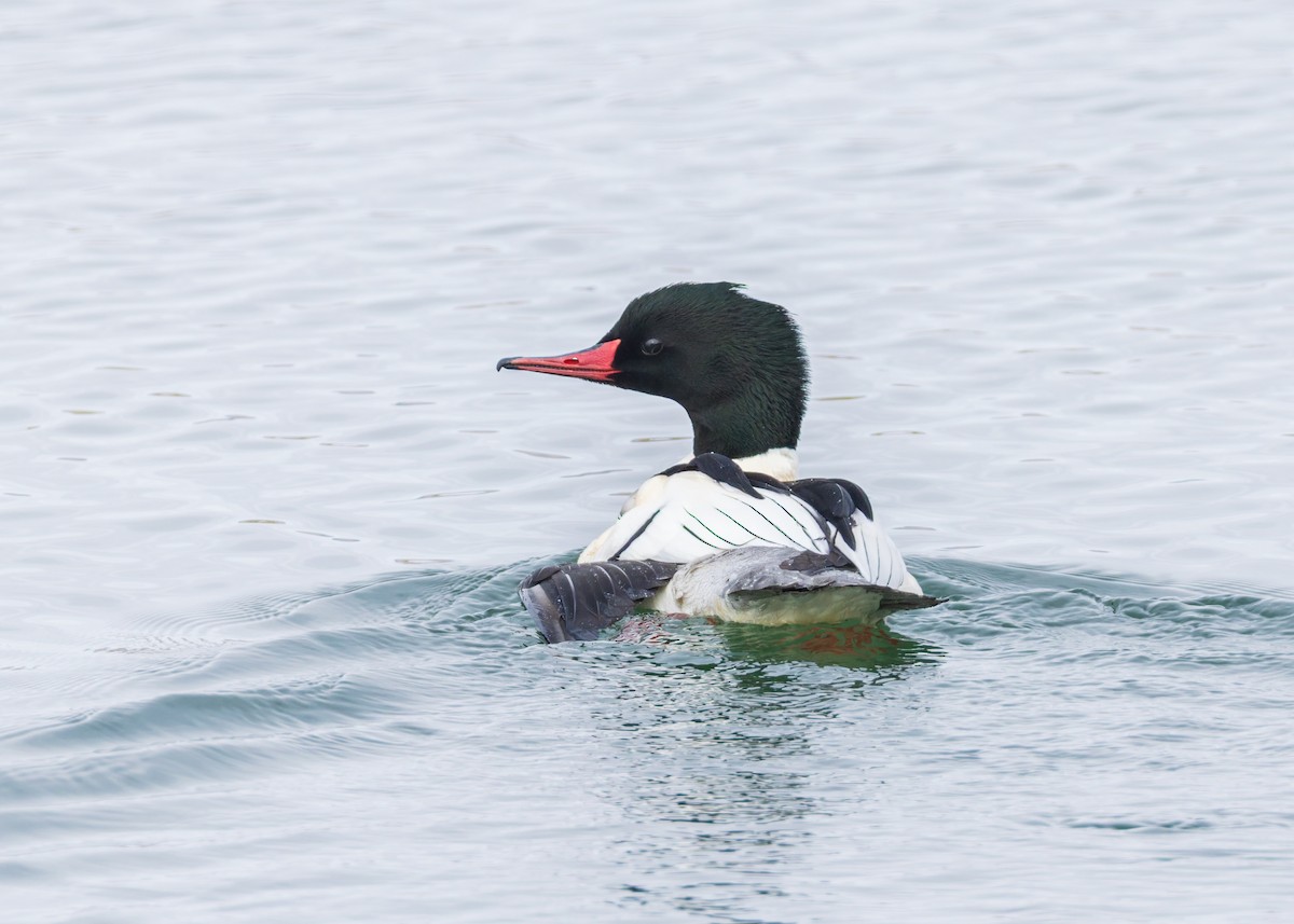 Common Merganser - ML646455213