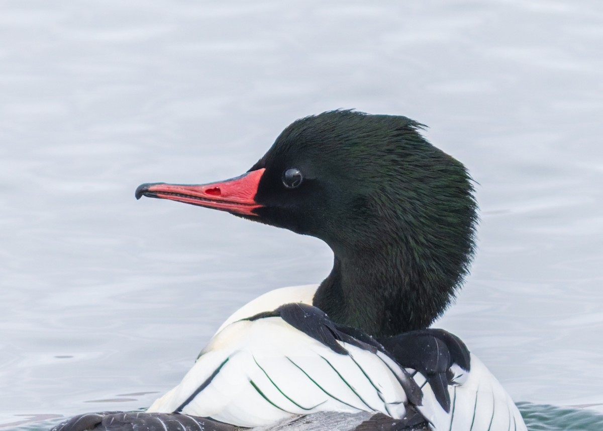 Common Merganser - ML646455214