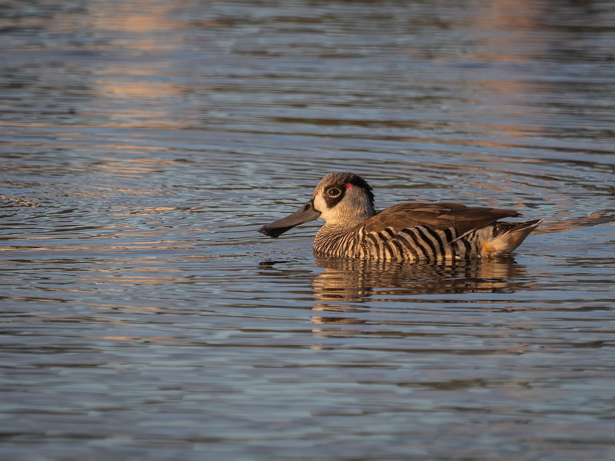 Pink-eared Duck - ML646455215