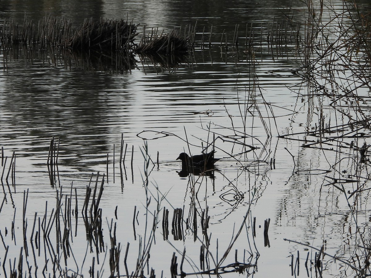 Eurasian Moorhen - ML646455216