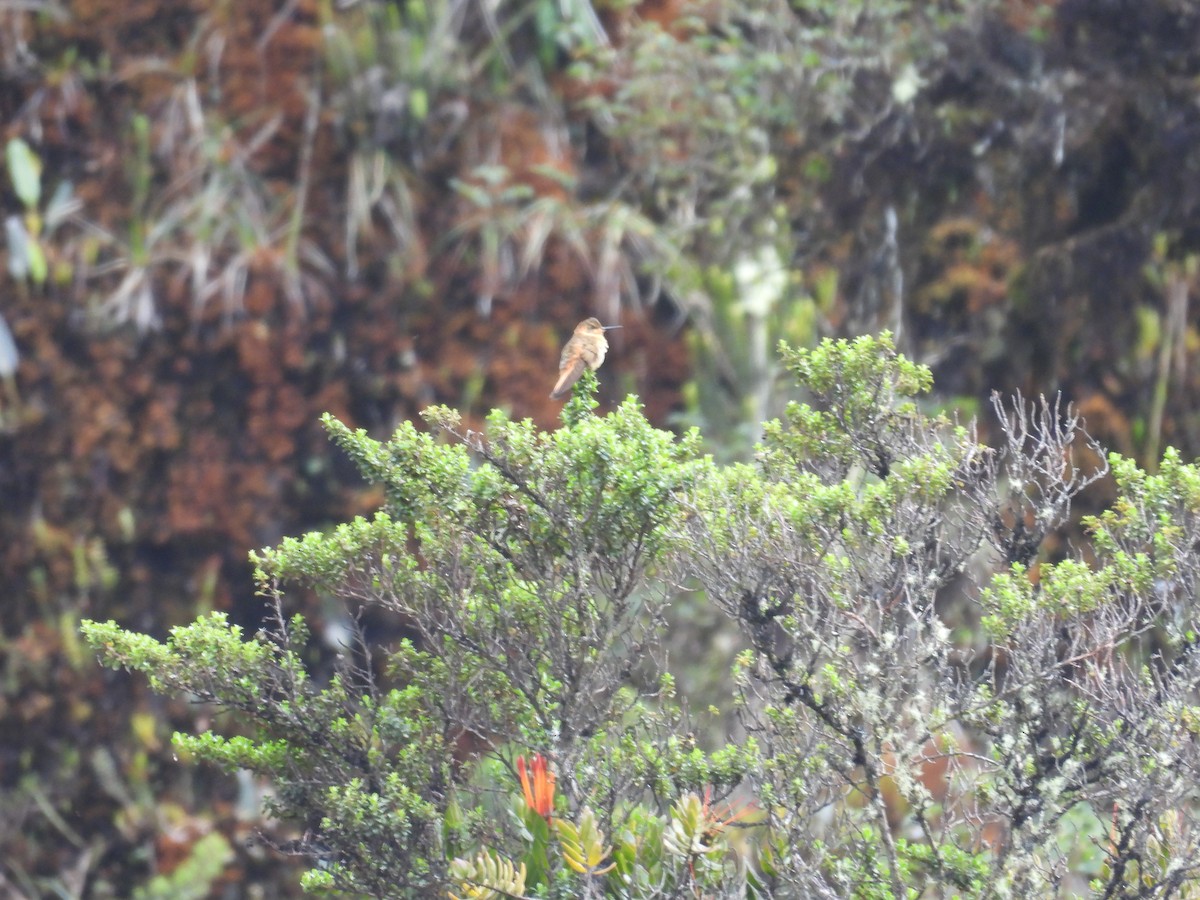 Shining Sunbeam - ML646455217