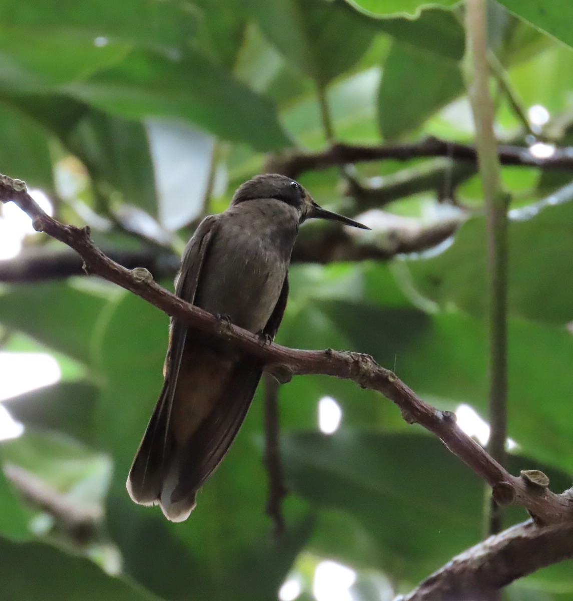 Brown Violetear - ML646455219
