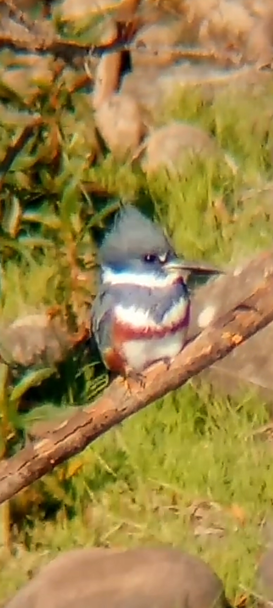 Belted Kingfisher - ML646455220