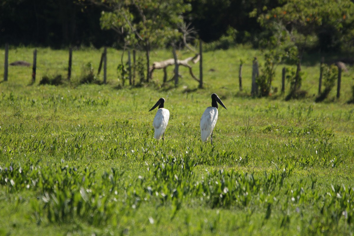 Jabiru - ML646455222