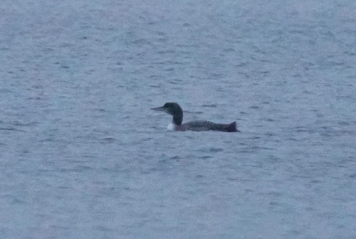 Common Loon - ML646455223
