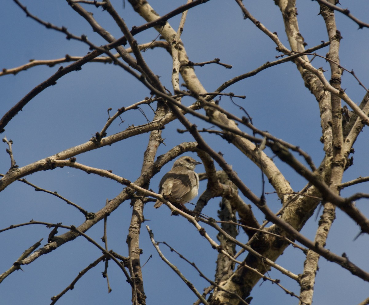 Trilling Cisticola - ML646455225