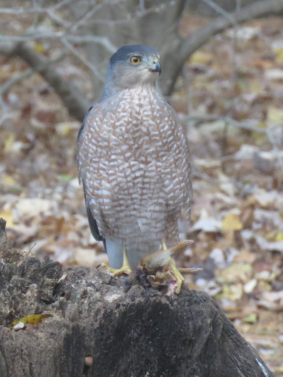 Cooper's Hawk - ML646455227