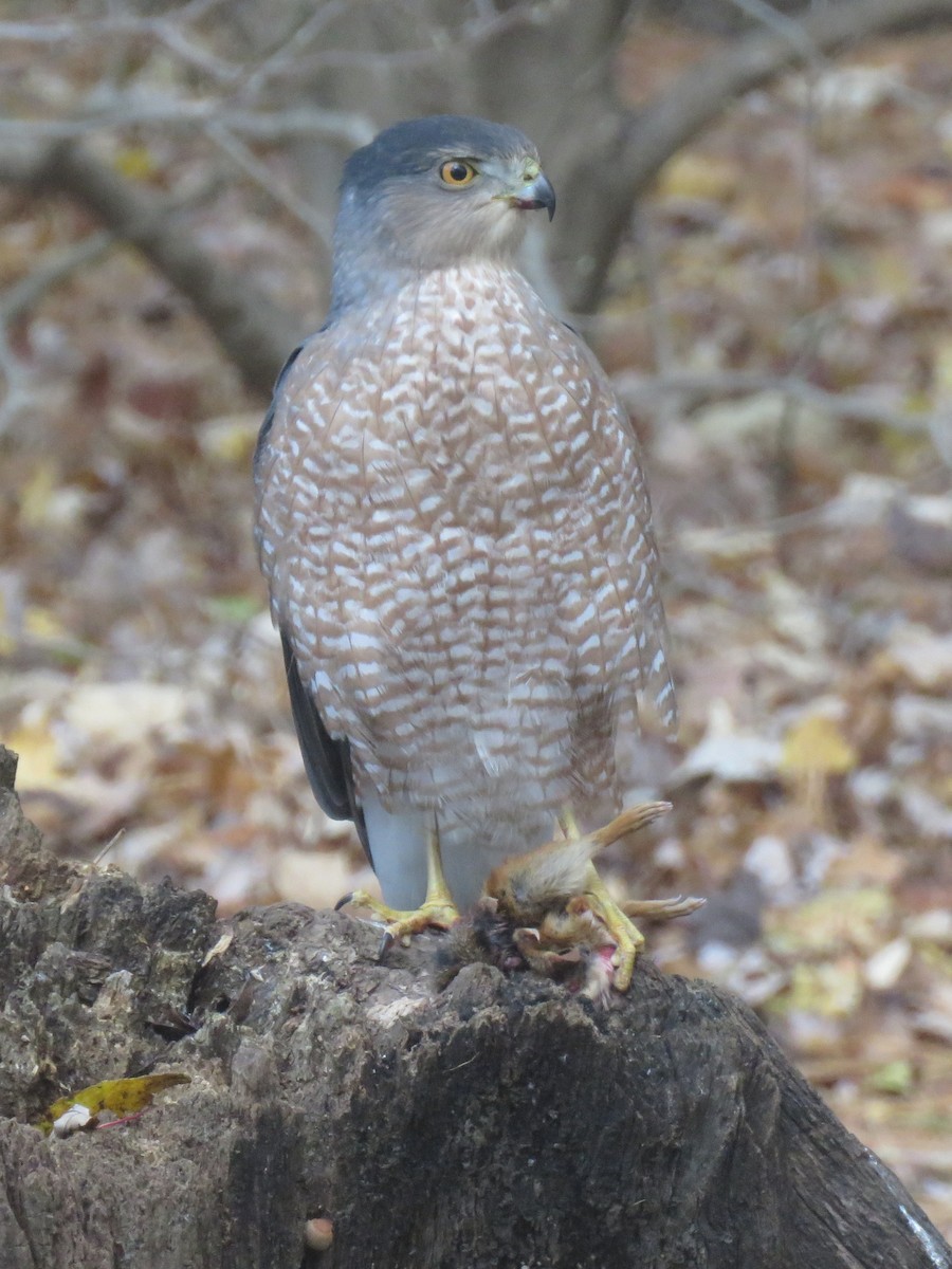 Cooper's Hawk - ML646455228