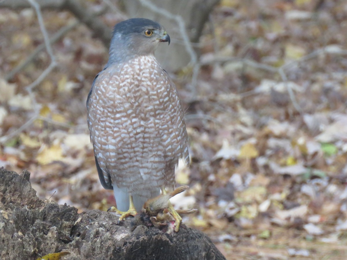 Cooper's Hawk - ML646455229