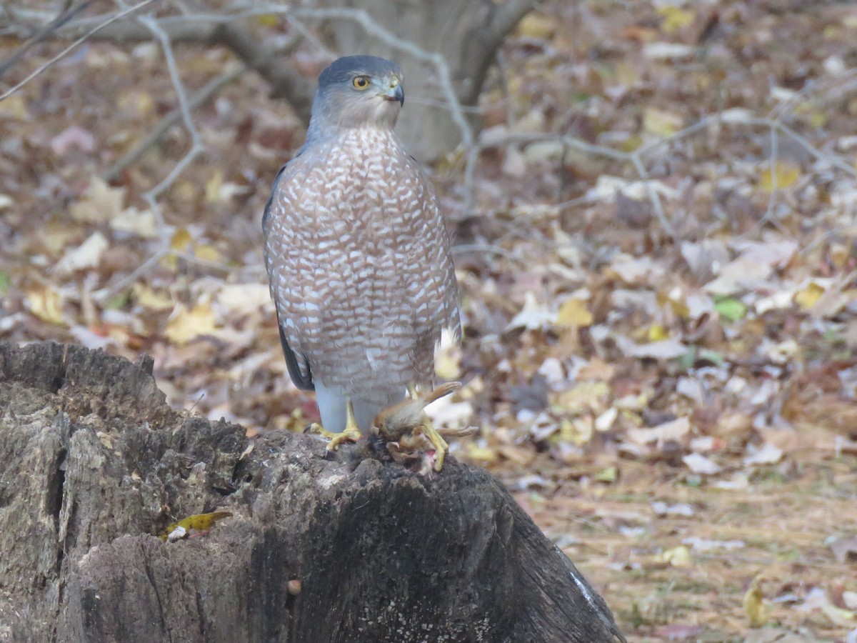 Cooper's Hawk - ML646455230
