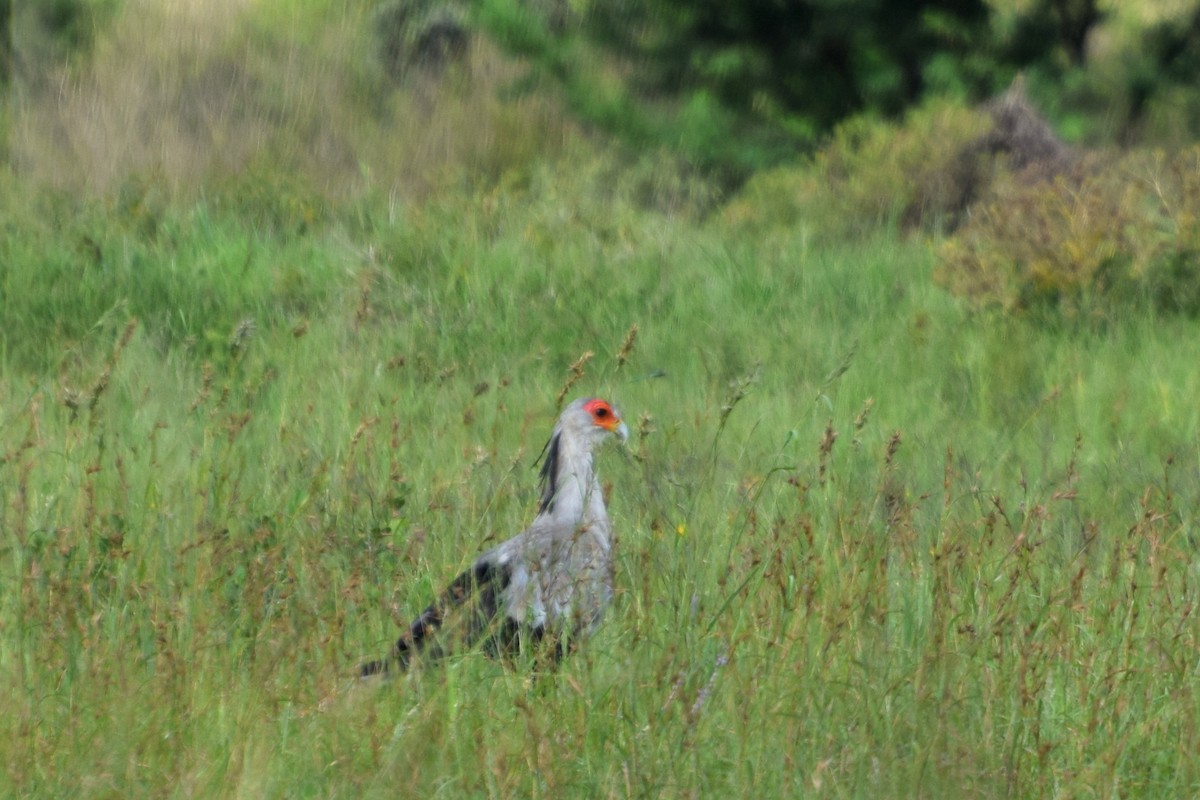 Secretarybird - ML646455231