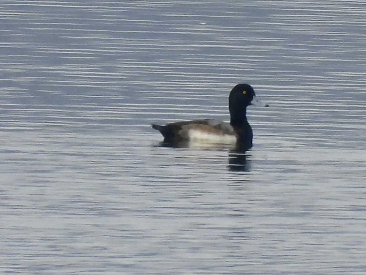 Lesser Scaup - ML646455232