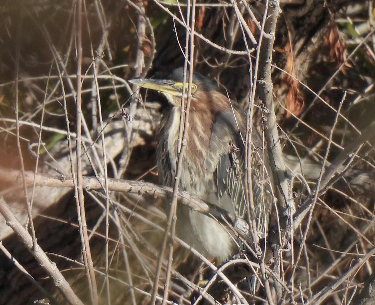 Green Heron - ML646455233