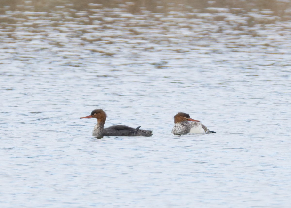 Red-breasted Merganser - ML646455234