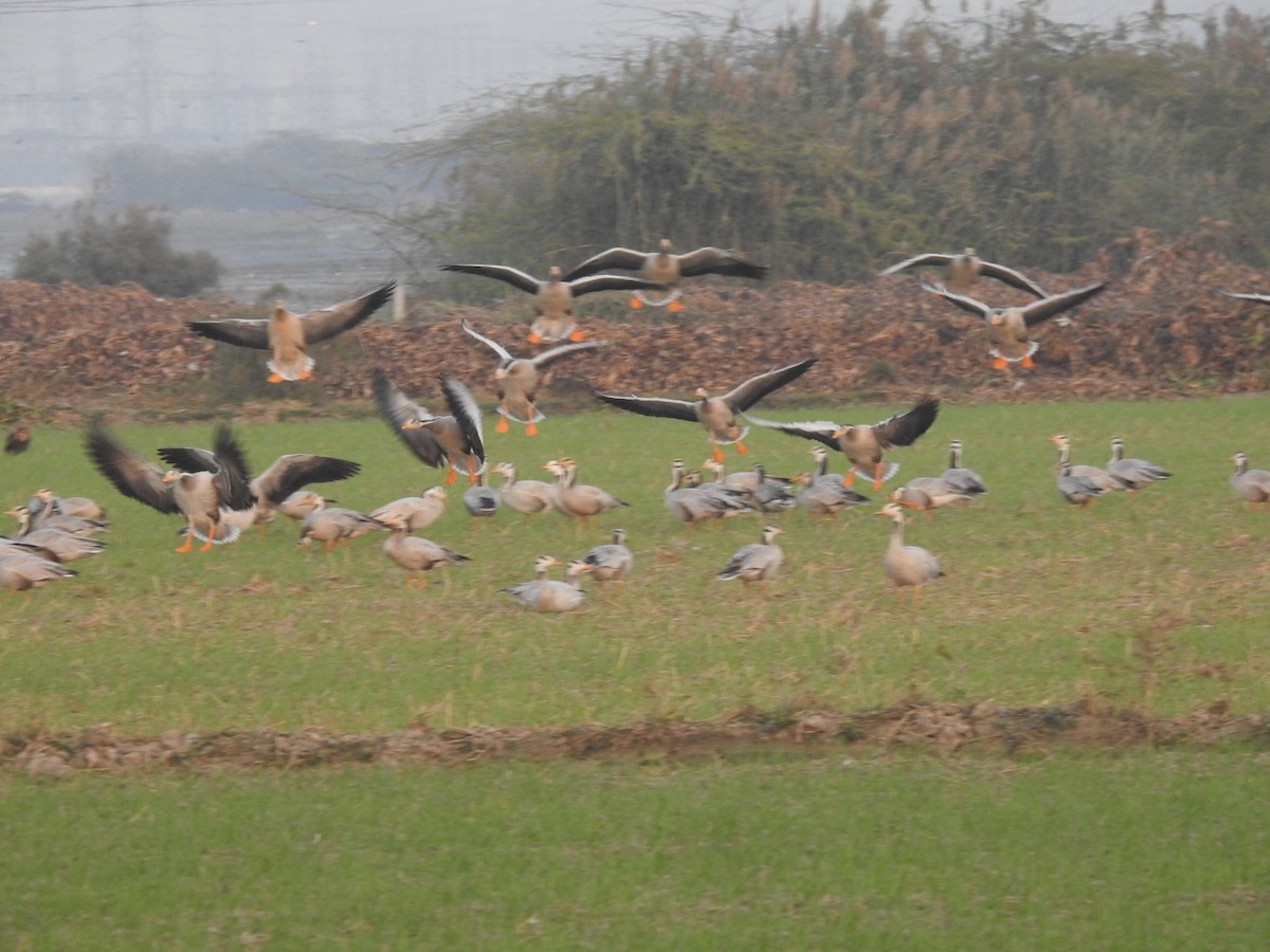 Bar-headed Goose - ML646455236