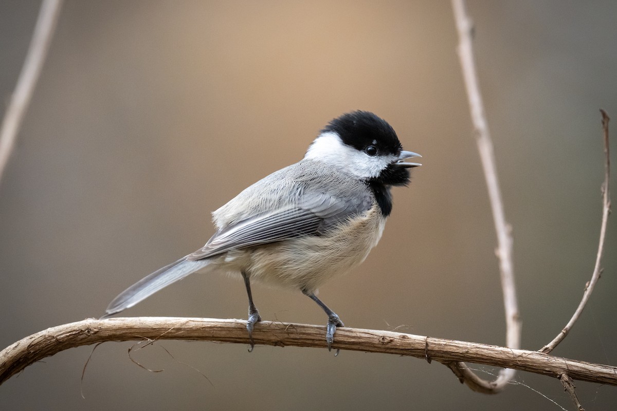 Carolina Chickadee - ML646455237