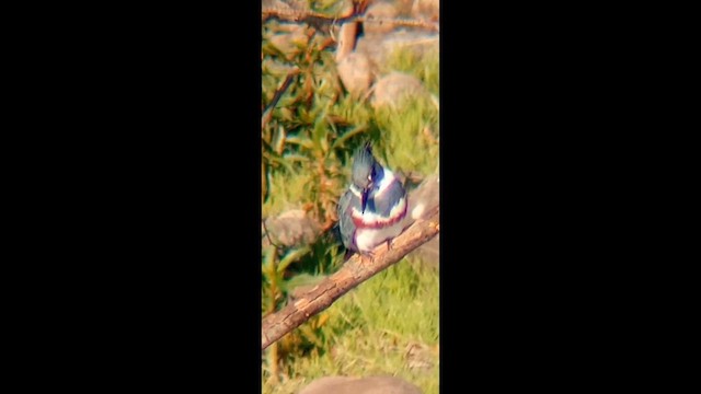 Belted Kingfisher - ML646455238