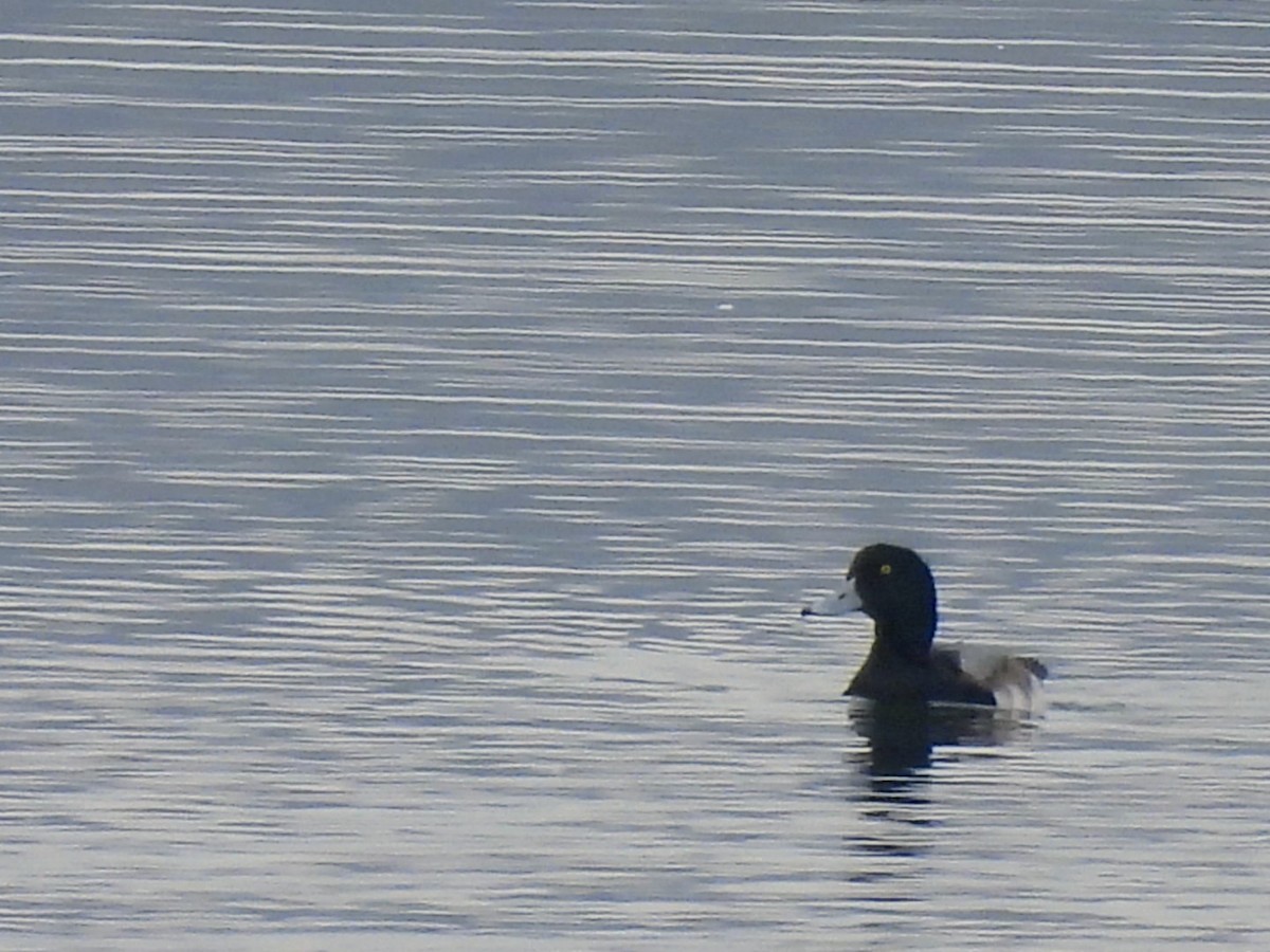 Lesser Scaup - ML646455244