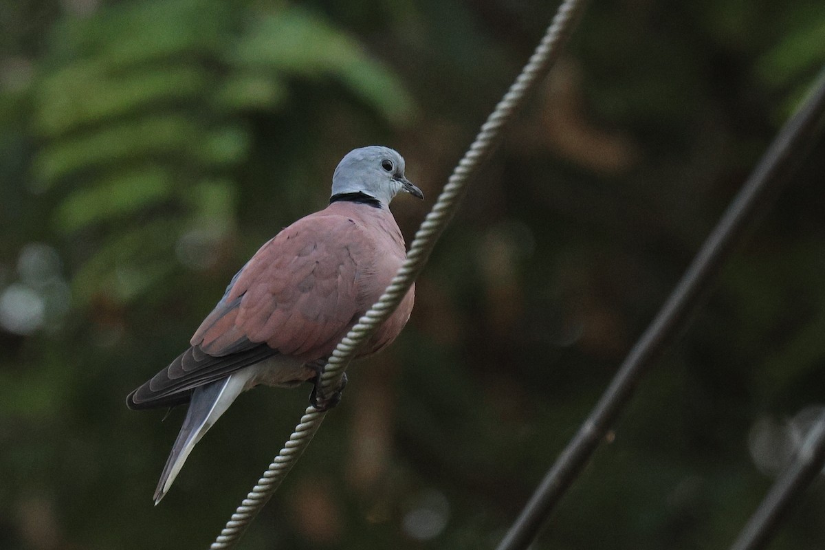 Red Collared-Dove - ML646455245