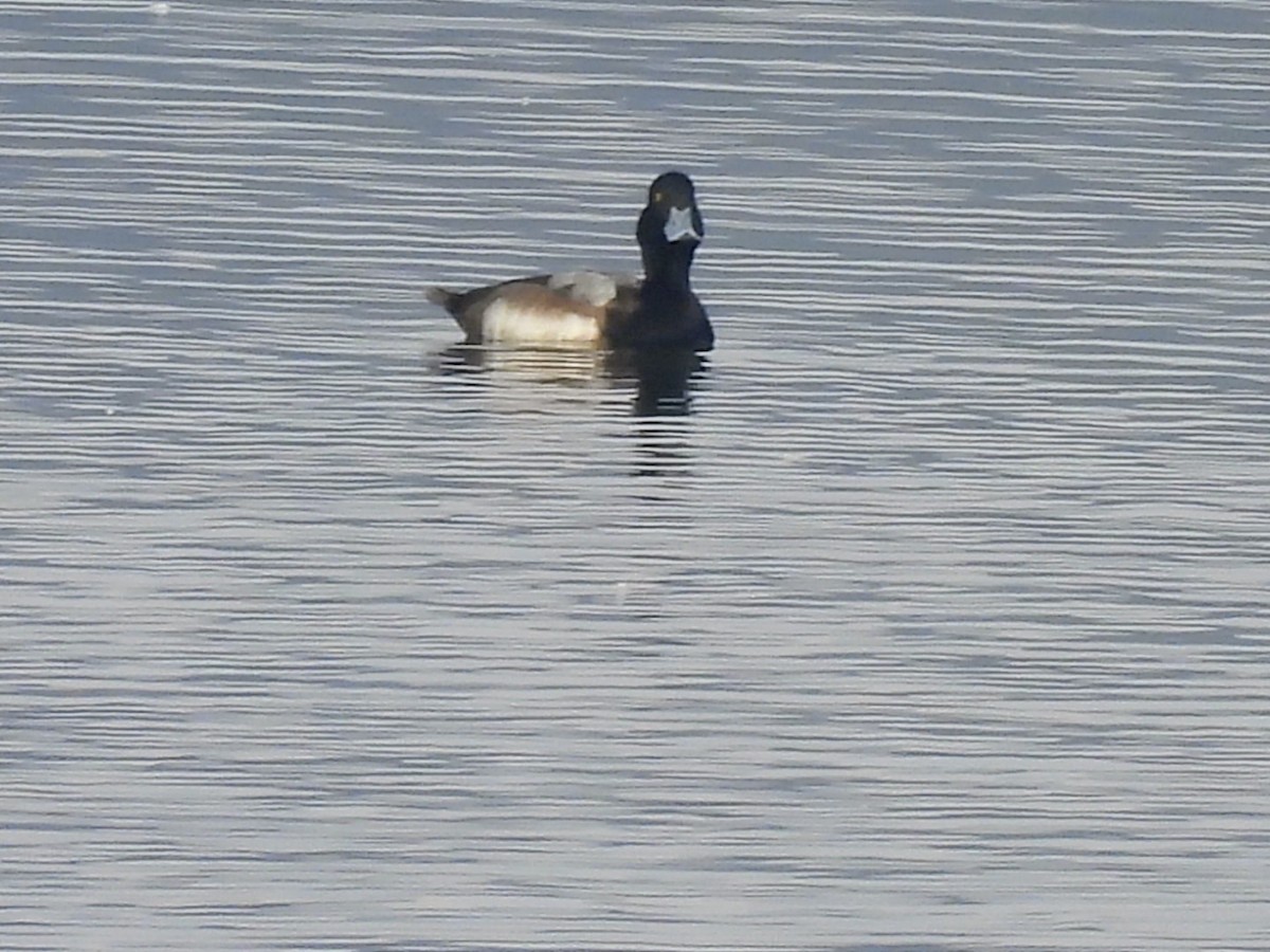 Fuligule milouinan ou Petit Fuligule - ML646455249