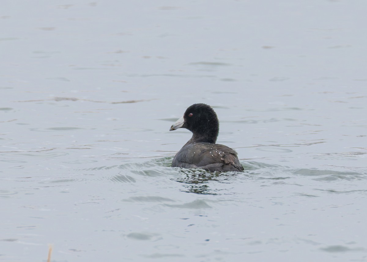 American Coot - ML646455251