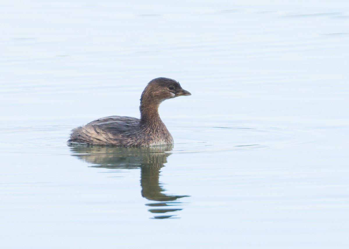 Pied-billed Grebe - ML646455256