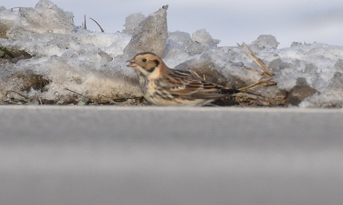 ostružka severní - ML646455257