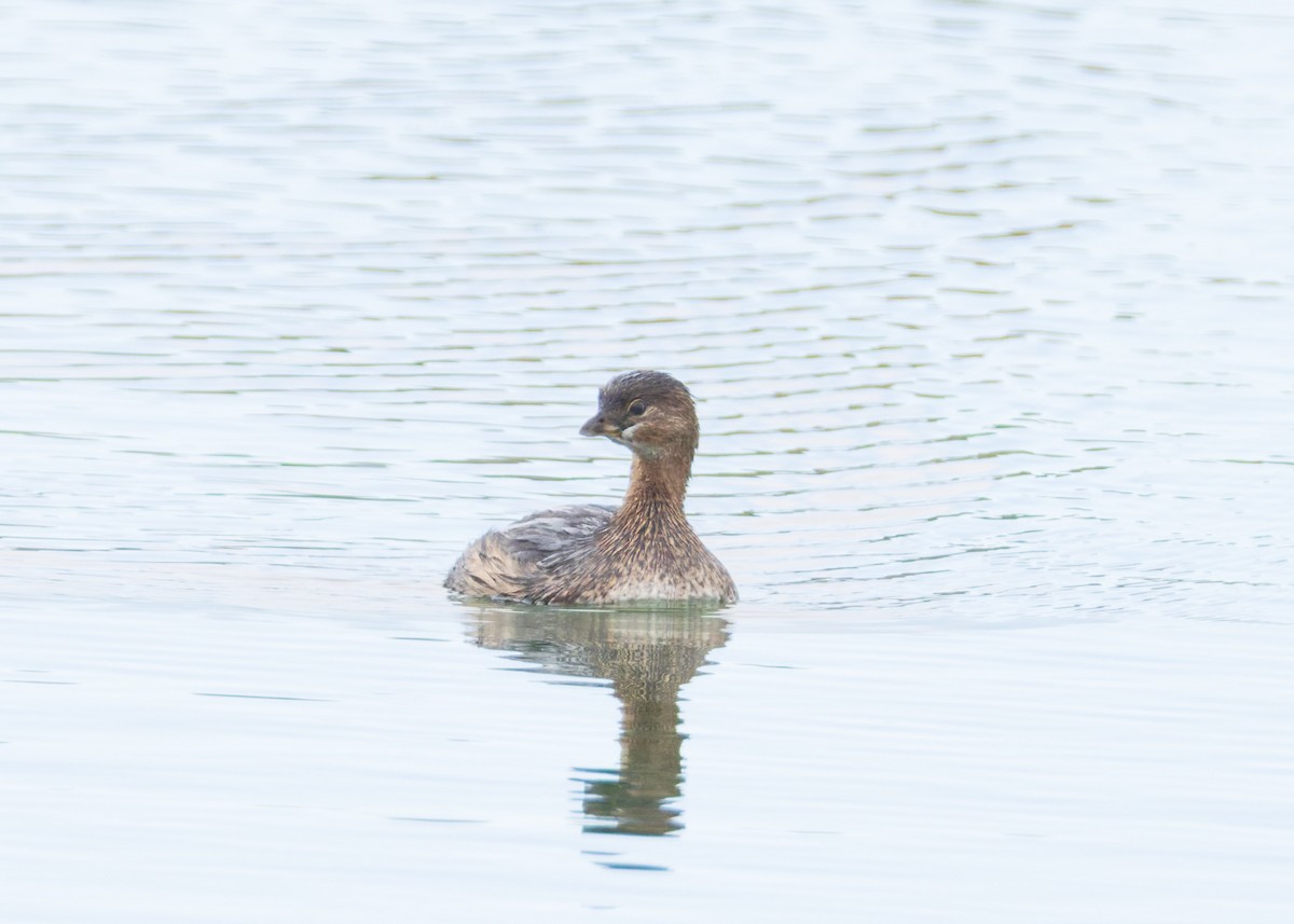 Pied-billed Grebe - ML646455258