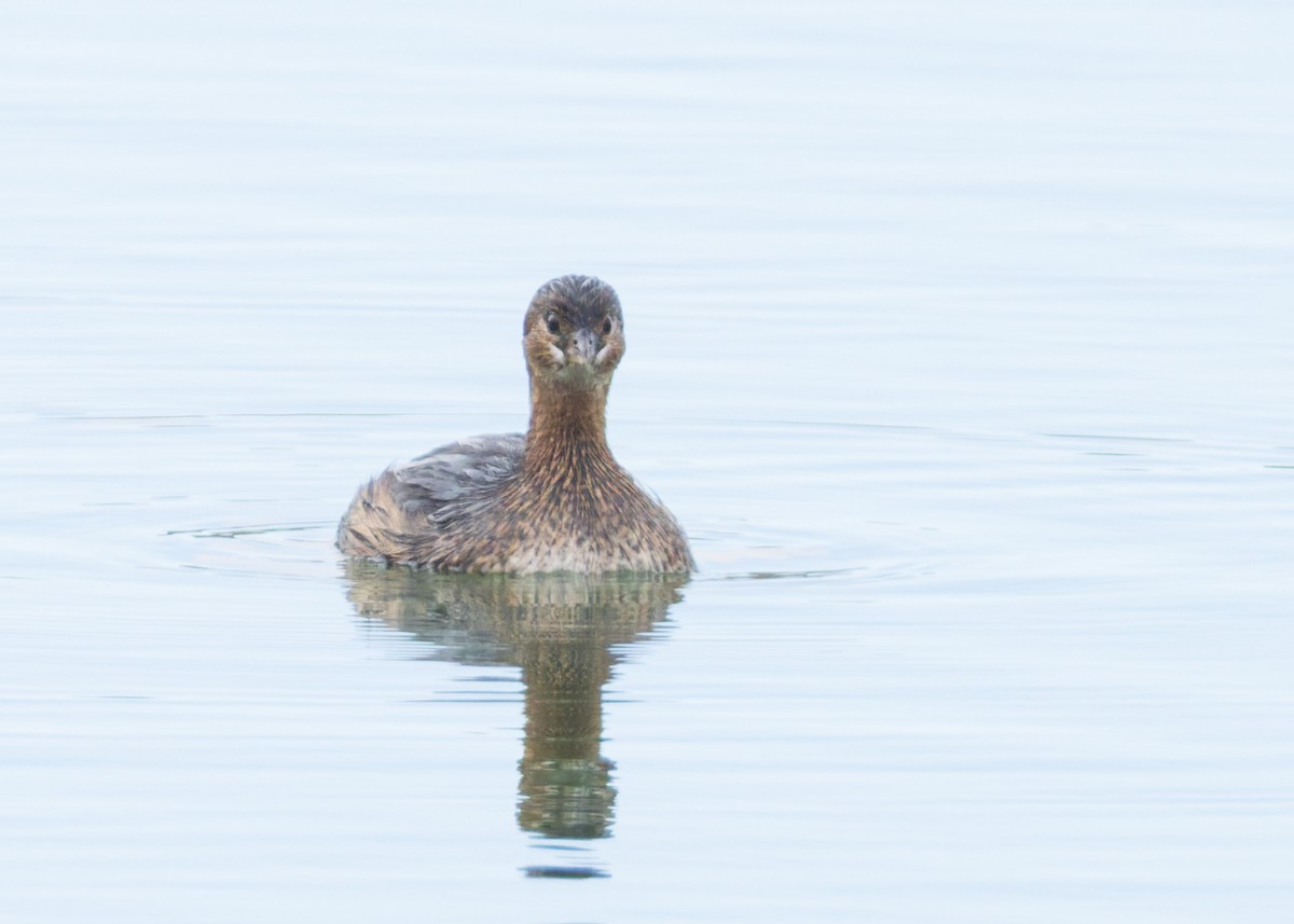 Pied-billed Grebe - ML646455260