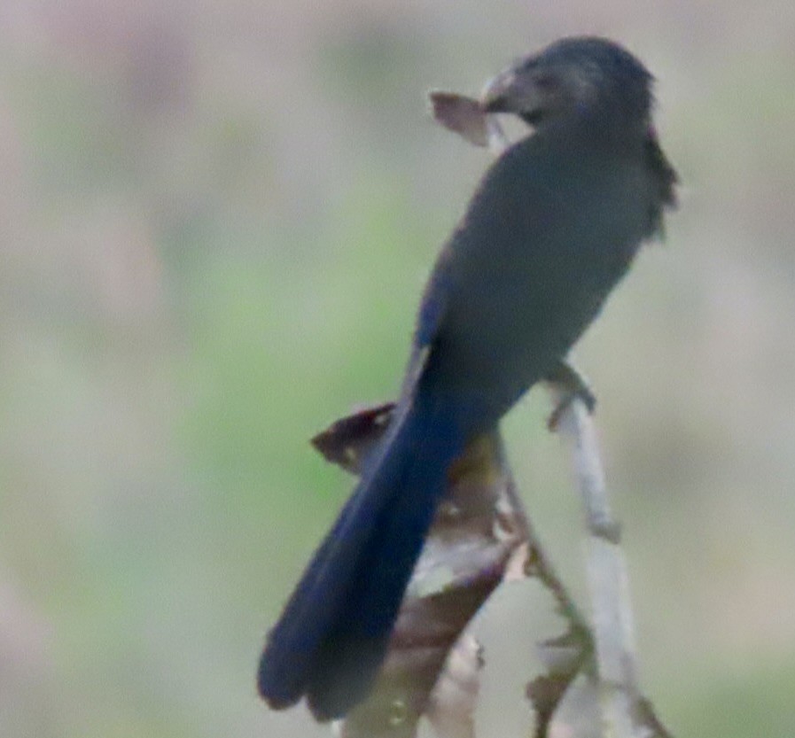 Groove-billed Ani - ML646455262