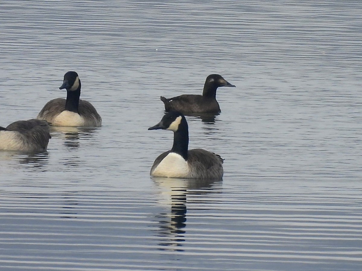 White-winged Scoter - ML646455265