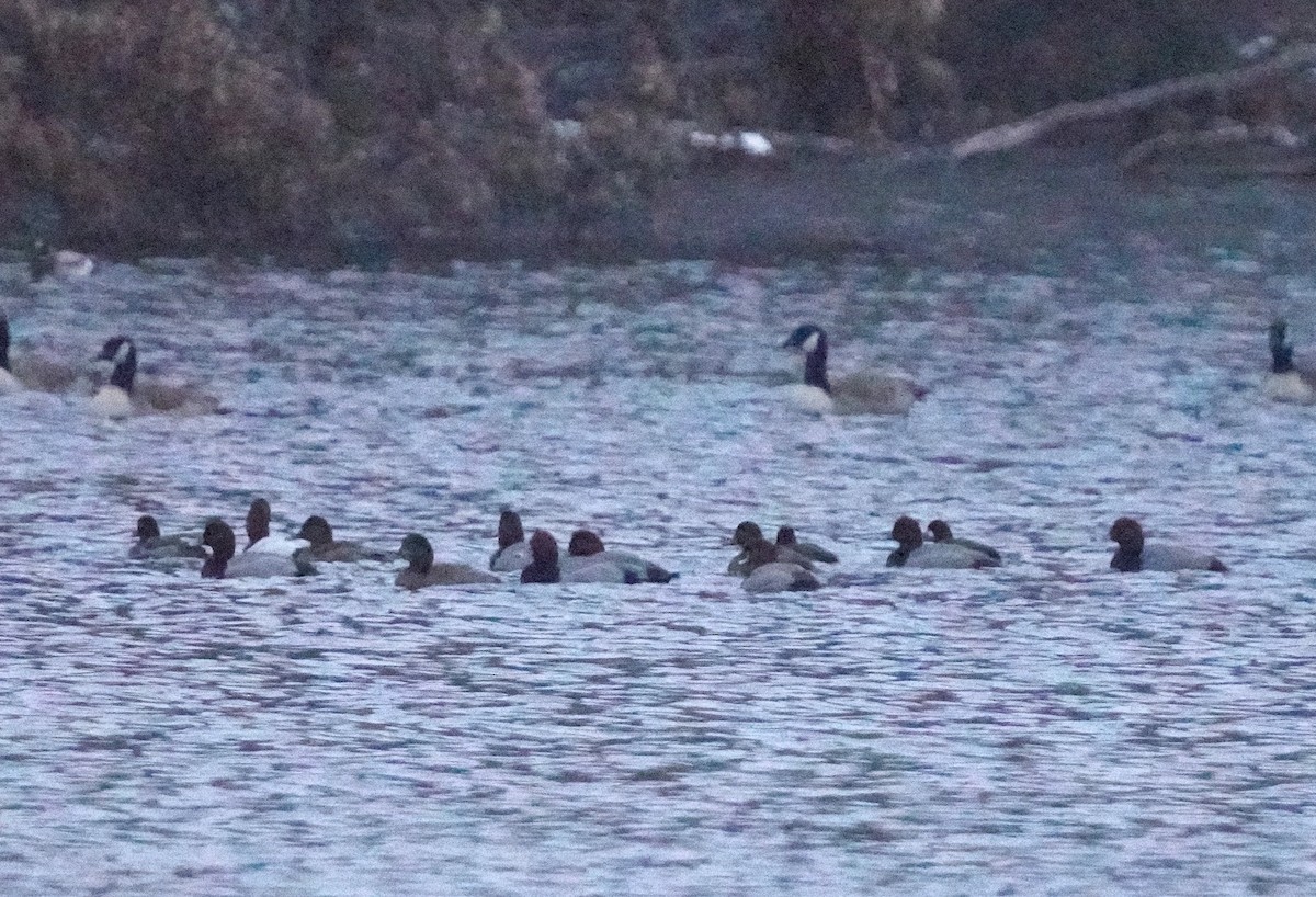 Redhead - ML646455266