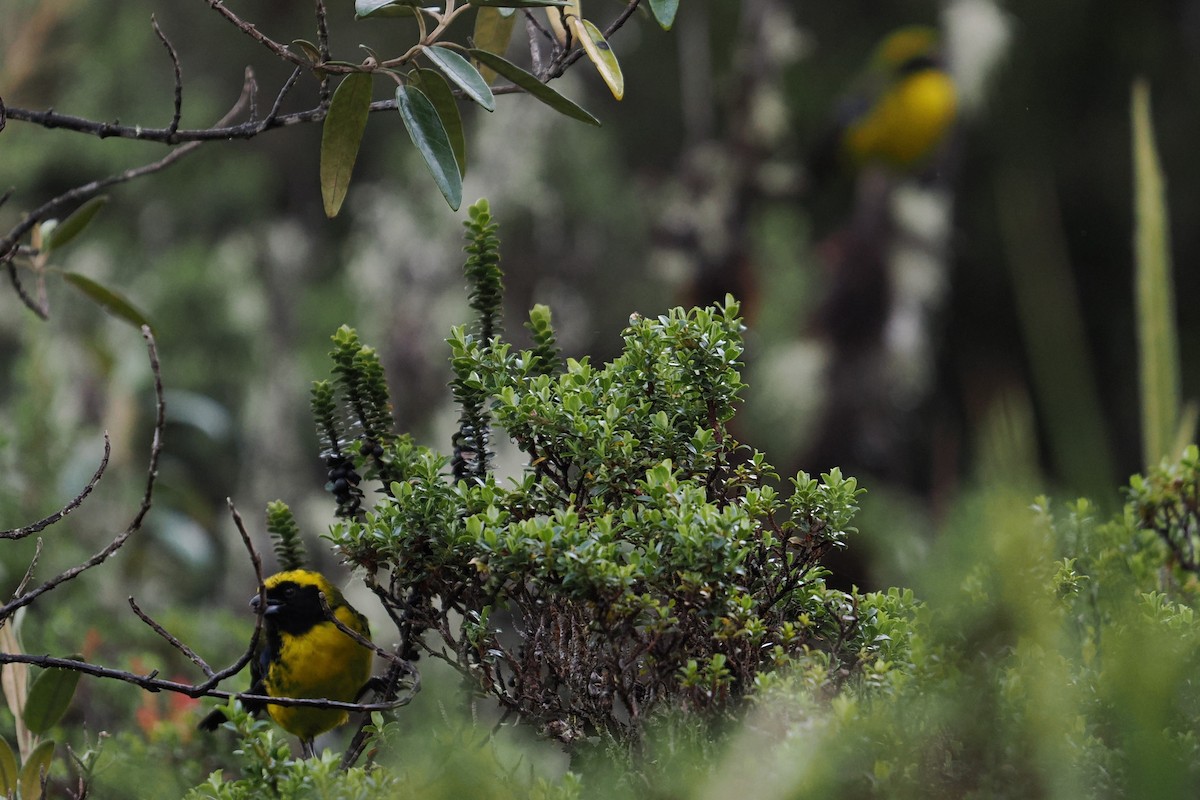 Masked Mountain Tanager - ML646455267