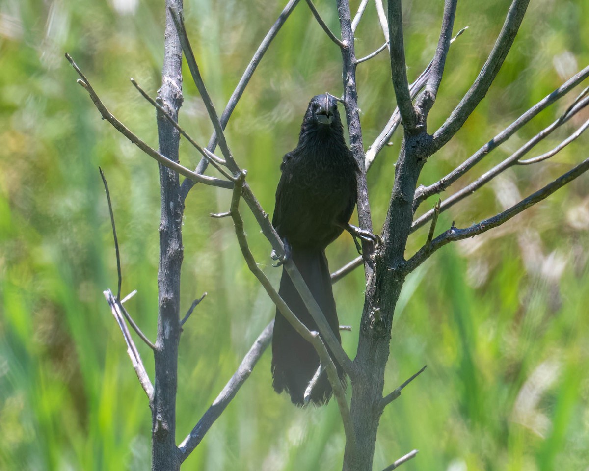 Ані товстодзьобий - ML646455268