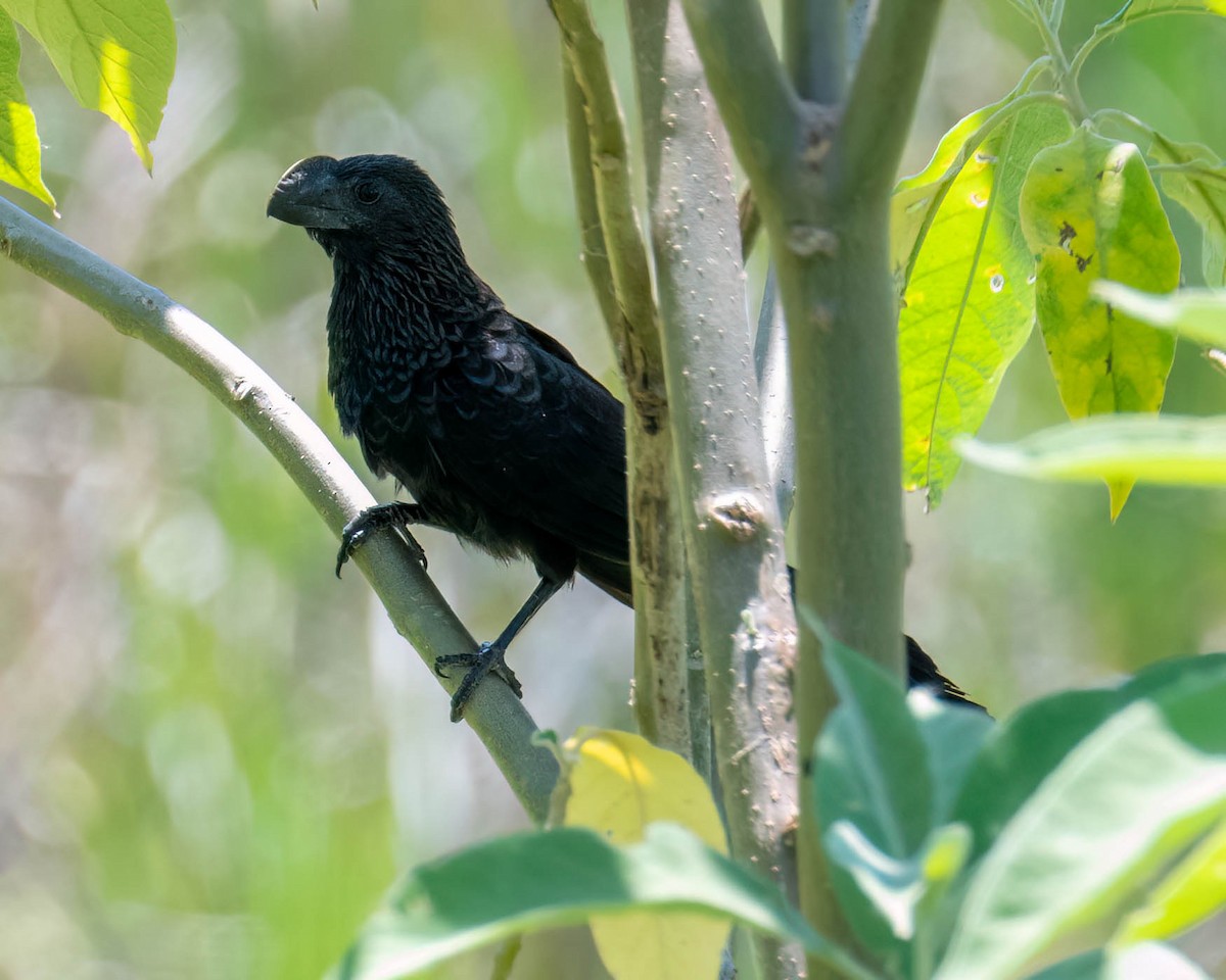Ані товстодзьобий - ML646455269