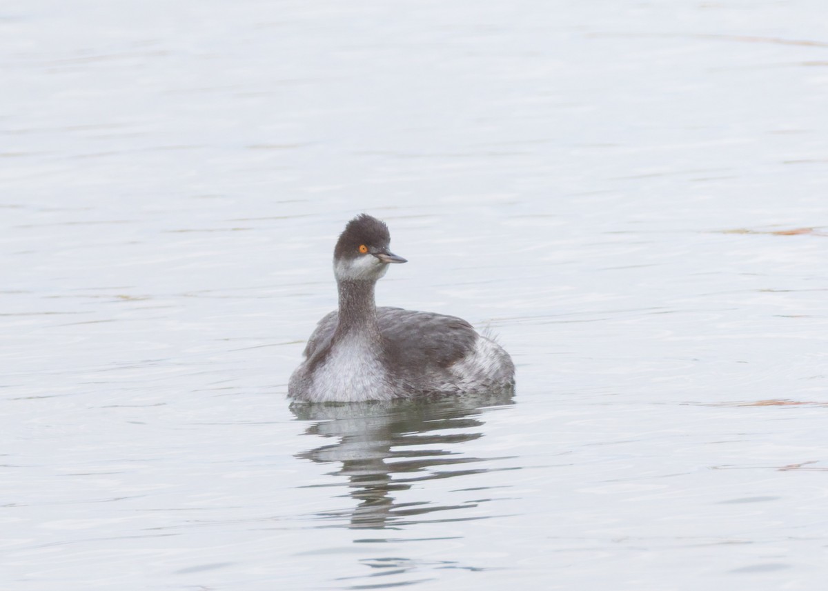 Eared Grebe - ML646455272