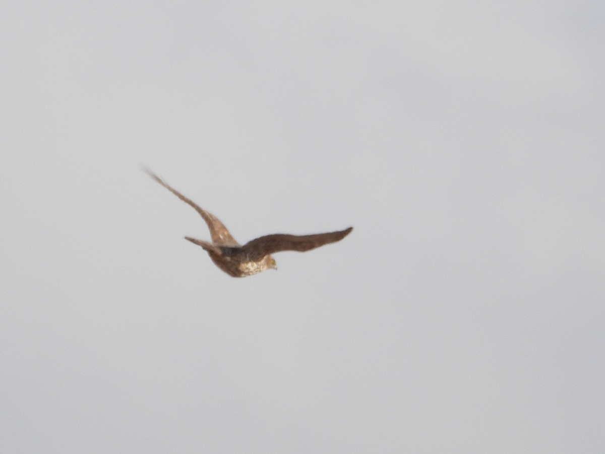 American Goshawk - ML646455273