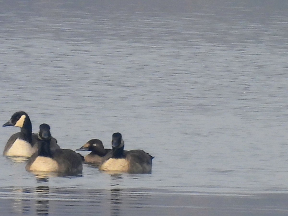 White-winged Scoter - ML646455274