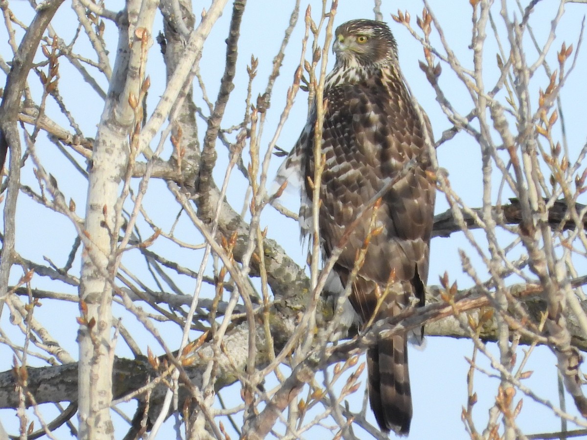 American Goshawk - ML646455275