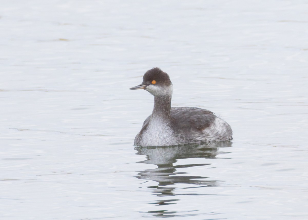 Eared Grebe - ML646455276