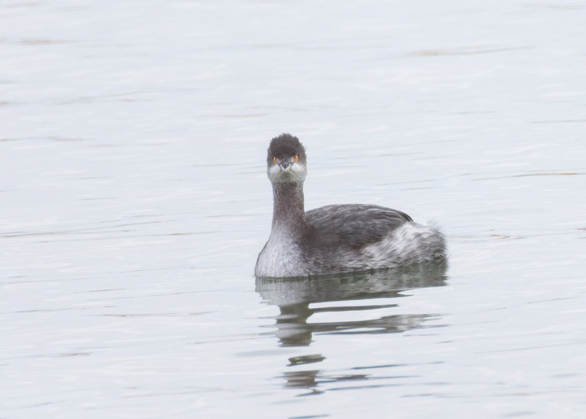 Eared Grebe - ML646455277