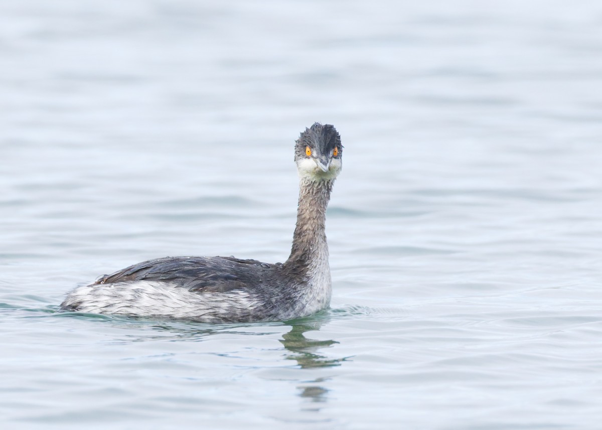 Eared Grebe - ML646455278