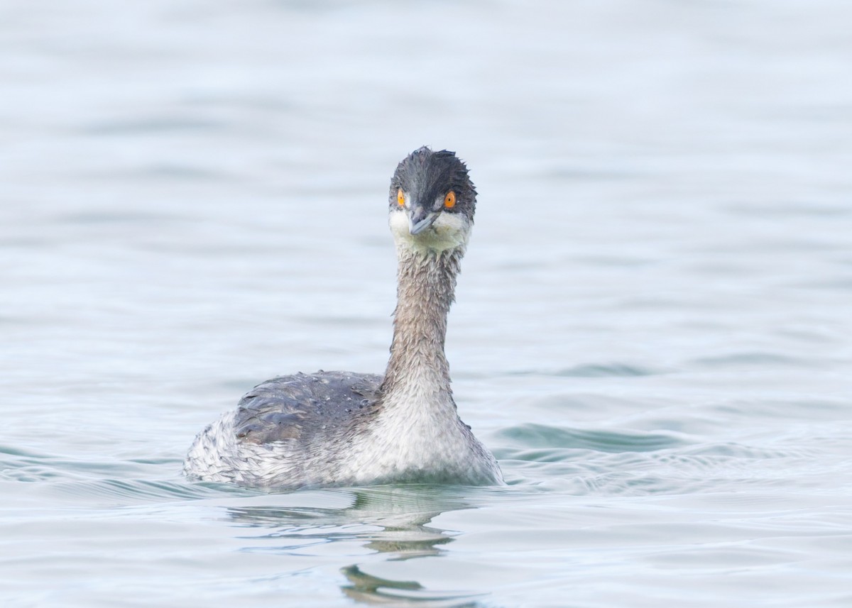 Eared Grebe - ML646455280