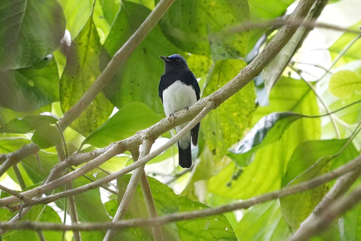 Blue-and-white Flycatcher - ML646455282