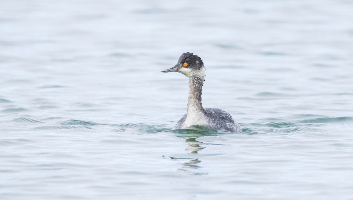 Eared Grebe - ML646455283