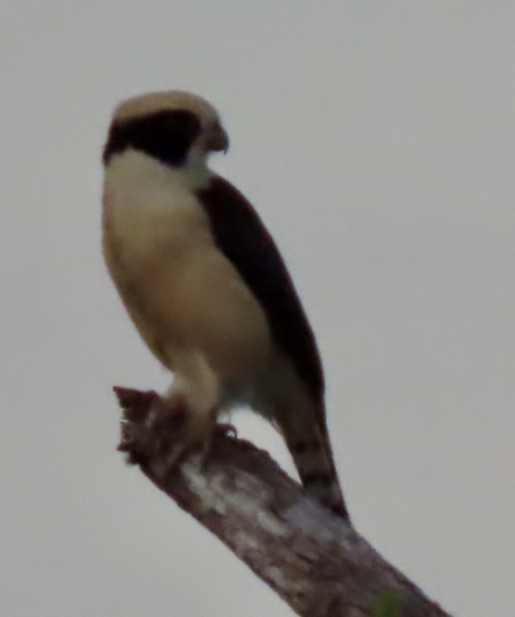 Laughing Falcon - ML646455284