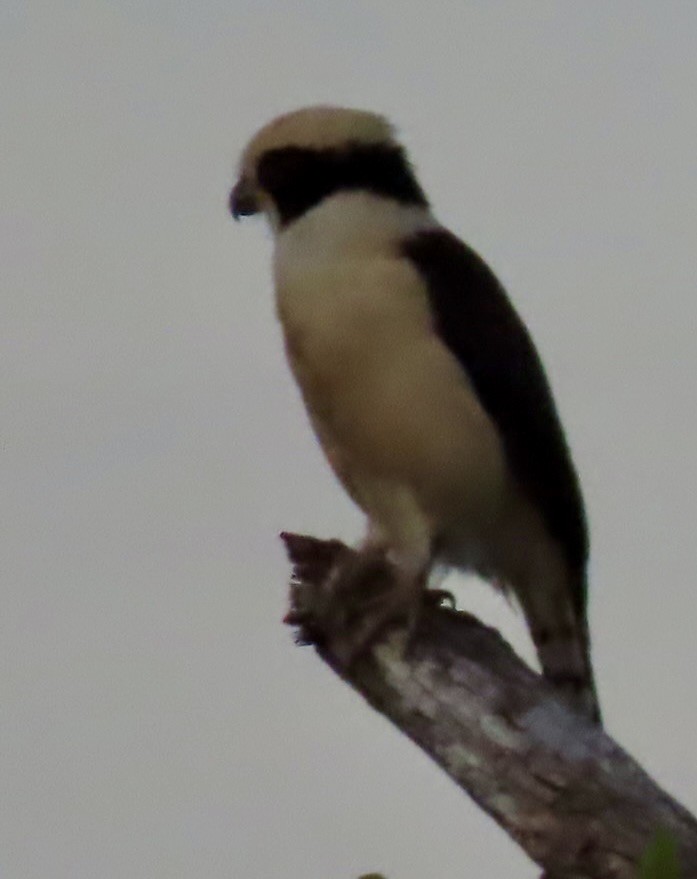 Laughing Falcon - ML646455285