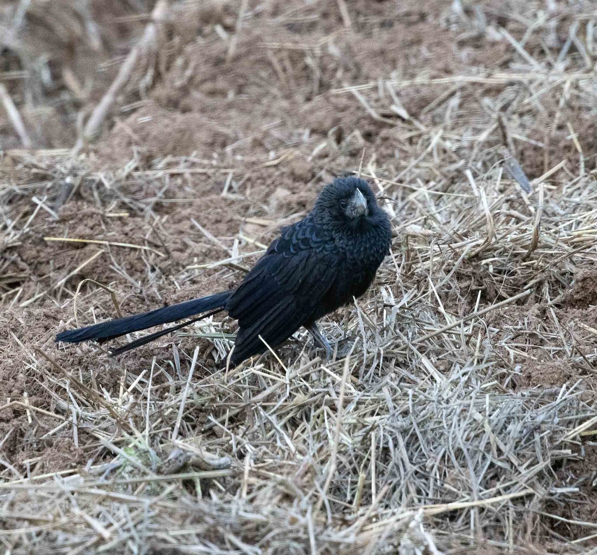 Ані товстодзьобий - ML646455286