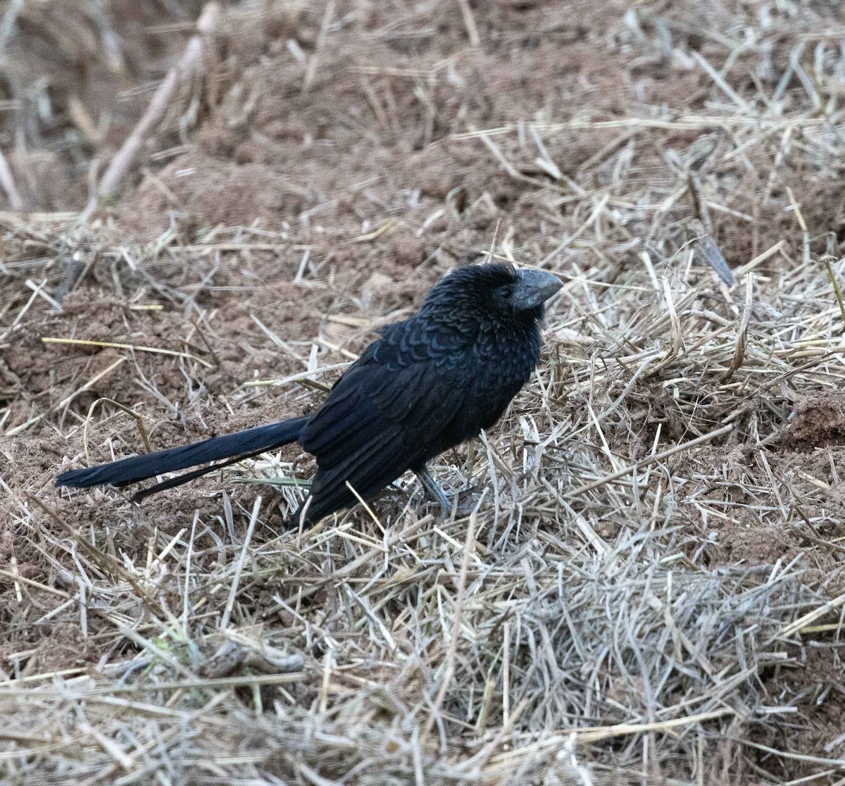 Ані товстодзьобий - ML646455287